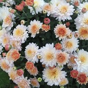 Хризантема шаровидна продаж черенків фото
