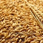 Пшеница мягкая, мягких сортов от 1000тн на Экспорт. Документы. Качество фото