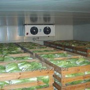 Холодильная камера для хранения капусты