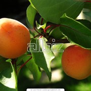 Саженцы плодовых деревьев фото