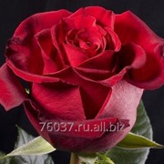Роза luna-rossa фото