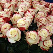Голландские Розы Sweetness