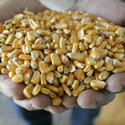 Кукуруза зерно, фуражная на экспорт фото