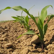 Семена кукурузы PR39A50 ФАО 180