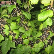 Саженцы черной смородины. фото