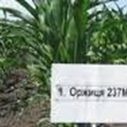 Кукуруза “Оржица 237 МВ“ (ФАО 240) фото