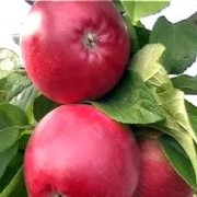Саженцы яблони Перл Киева фото