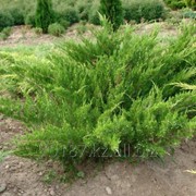 Можжевельник Средний Juniperus х media Mint Julep фото