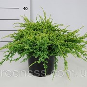 Можжевельник чешуйчатый Холгер -- Juniperus squamata Holger