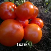 Семена томатов Сказка фото