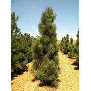 Сосна черная Фастигиата (Pinus nigra 'Fastigiata') фото