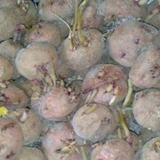 Семенной картофель на рассаду фото
