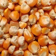 Семена кукурузы сорт Скафор / Skafor, Умань