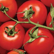 Семена томатов, помидоров