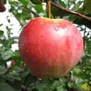 Саженцы яблонь Фіалка фото