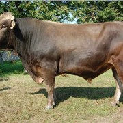 Сперма быков-производителей Бурая швицкая порода фото
