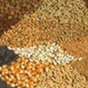 Продажа на экспорт-семена рапса, семена горчицы, семена кориандра, подсолнечник кондитерский фотография