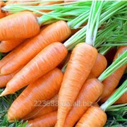 Морковь Карлена 0,5кг (Satimex Германия)