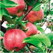 Яблоки сорт ЖИГУЛЕВСКОЕ фото