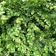 Самшит вечнозелёный Buxus sempervirens высота 20см