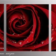 Модульная картина “Роза“ фото