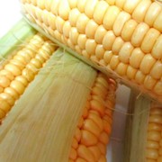 Кукурудза гибридная ДКС 2949 Monsanto фото