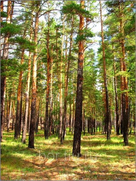 Купить Земельный Участок В Ермолаево Красноярский Край
