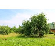 Можайское ш, 60км, п.Дорохово, 10соток, ИЖС фото