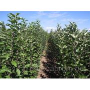 Продам саджанці яблунь фото