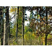 Лесной участок на Рублево-Успенском ш, д.Горышкино. фото