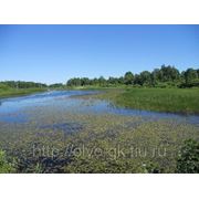 Предлагается участок земли в Латвии фото