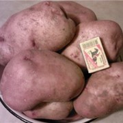 Картофель среднепоздний фото