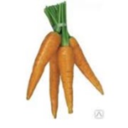 Морковь свежая. фото