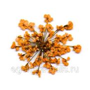 Сухоцветы салютики Ораньжевые фотография