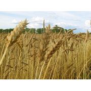 Озимая пшеница Гарант