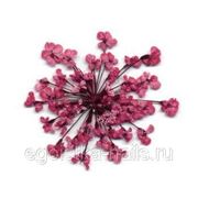 Сухоцветы салютики Бордовые фотография