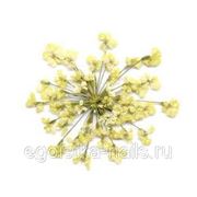 Сухоцветы салютики Белые фотография