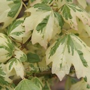Клен японский дланевидный или веерный Acer Pal. Atropurpureum 40-60 фотография