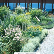 Посадка деревьев и кустарников фото