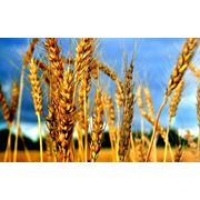 Пшеница озимая Танаис репродукция- Элита фотография