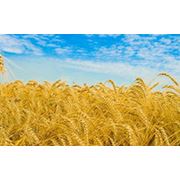 Пшеница всех сортов