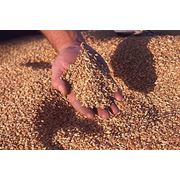 Пшеница продовольственная 34 класса на экспорт оптом фото