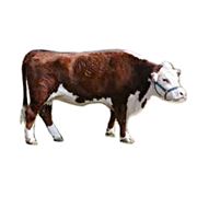 Коровы Герефордской породы фото
