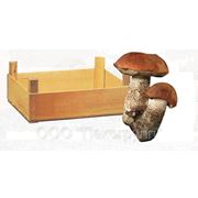 Деревянные евро-ящики под грибы фотография