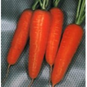 Морковь сорт Курода Шантанэ F1 фото