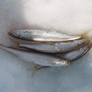 Корюшка тихоокеанская свежемороженая фото