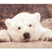 Коврик Bear Cub из 1-шт 57x90см (коричн) 1/30 фотография