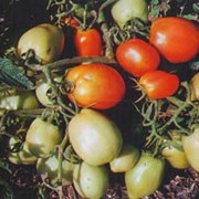 Семена томатов Красунчик элита фото
