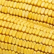Семена кукурузы AS 33021 фотография