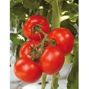Семена томатов F1 Алькасар фото